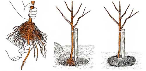 vysadba-stromu1