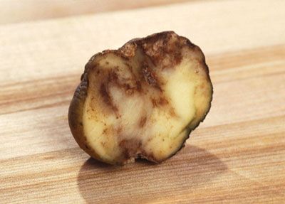 cerny-brambor1