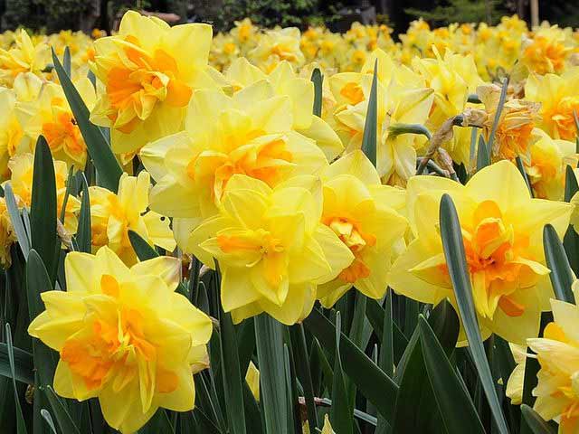 Podrobněji o narcisech