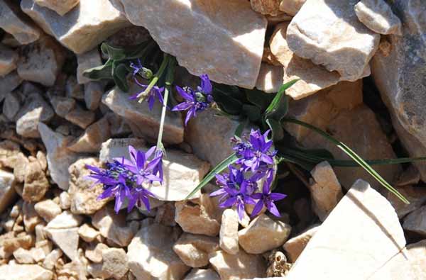 Asyneuma – klasovec staticolistý