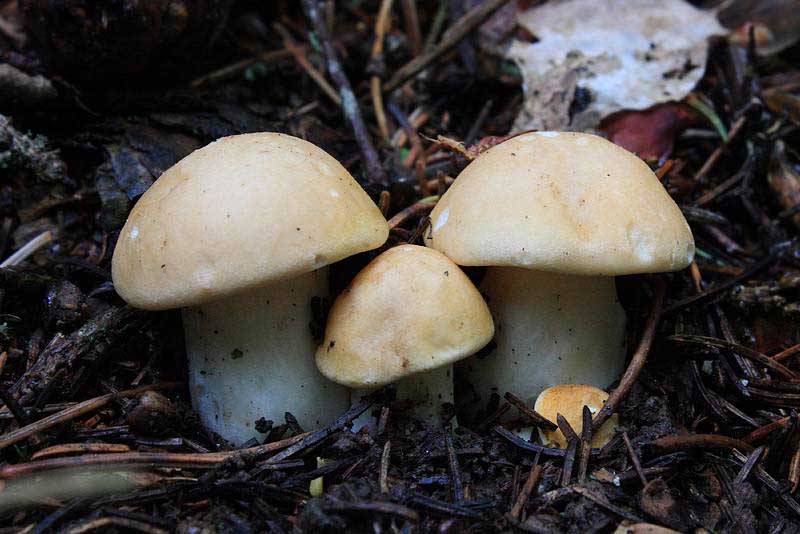 Houby které rostou na jaře | Jarní houby atlas