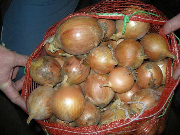 Cibule kuchyňská pěstování