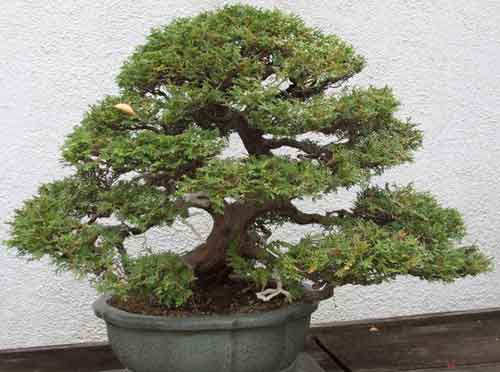 Cypřišek – bonsaje pro začátečníky
