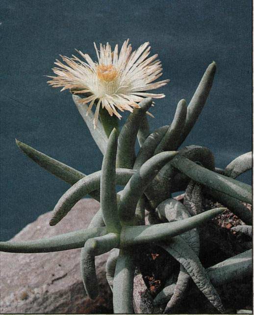 Cylindrophyllum calamiforme foto