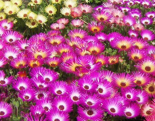Dorotheanthus bellidiformis foto