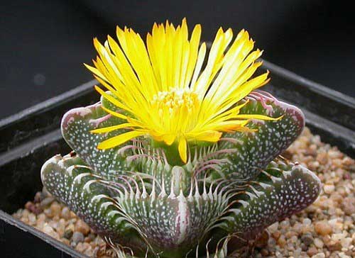 FAUCARIA foto