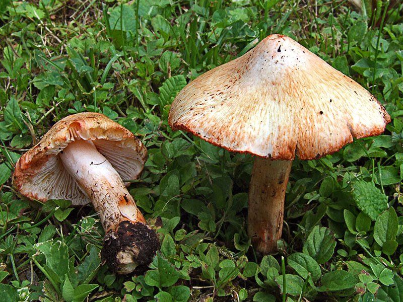 Patouillardové (Inocybe patouillardii Bres.)