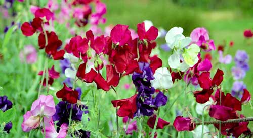 Hrachor vonný - Lathyrus odoratus)