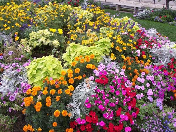 Letničky pro naše zahrádky