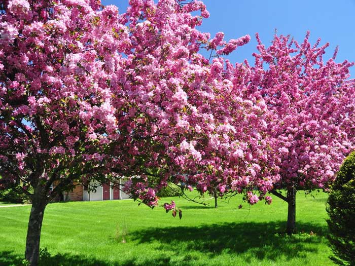 Okrasné stromy a keře