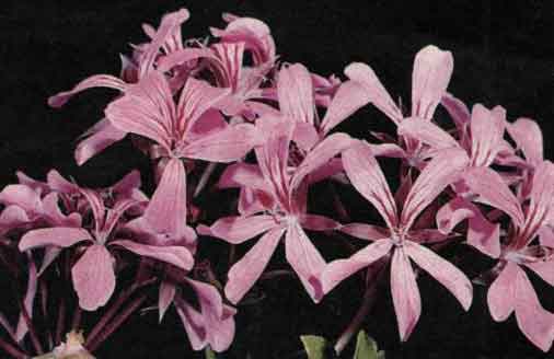 PŘEVISLE PELARGONIE