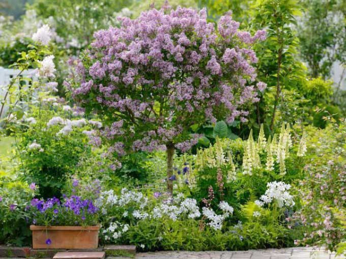 Nejmenší z šeříků