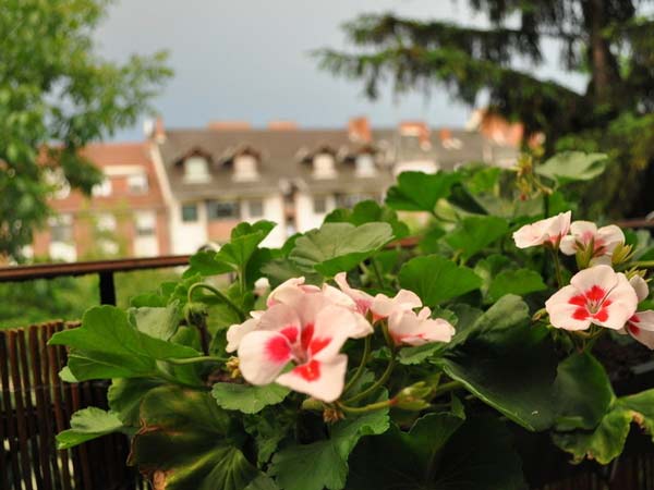 Pelargonie – květiny k výzdobě oken, balkonů, teras