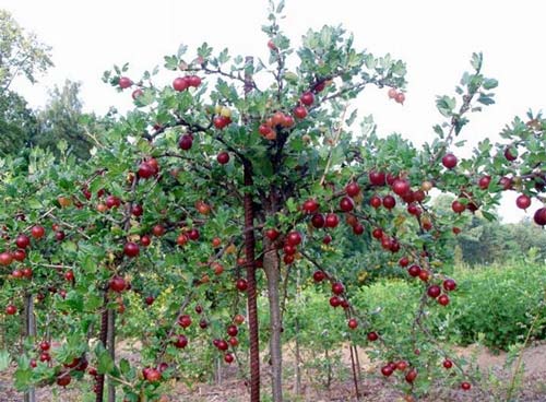 Podpěry pro stromkový angrešt a rybiř