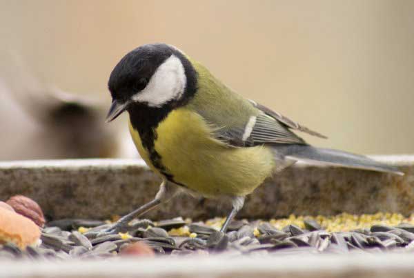 Ptačí problémy v zahradách