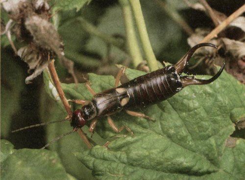 Škvor obecný | Forficula auricularia