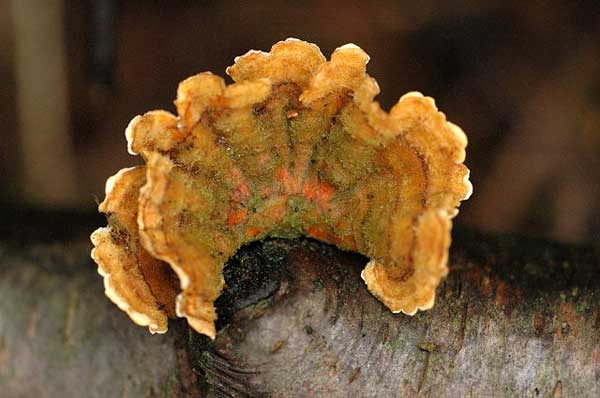 Pevník chlupatý | Stereum hirsutum| Houby