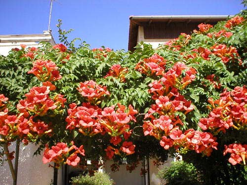 Trubač popínavá dřevina