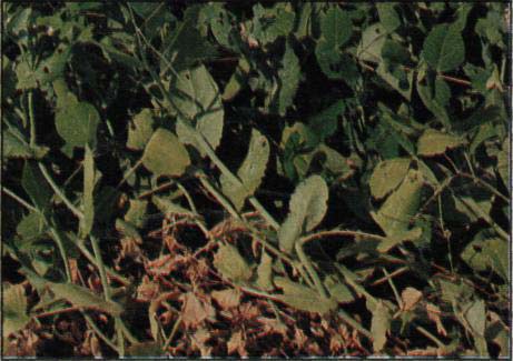 Kořenová spála a vadnutí hrachu