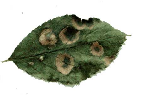 Červená skvrnitost listů švestky