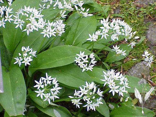 Česnek medvědí (Altium ursinum)