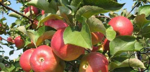 Cesta ke zdravému ovoci