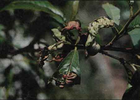 KADEŘAVOST BROSKVONĚ