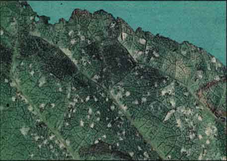 SKVRNITOST LISTŮ TŘEŠNĚ