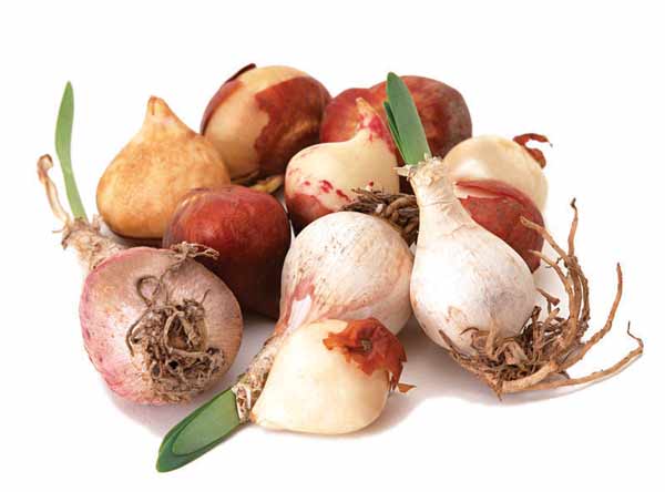 Nákup květinových cibulí a hlíz