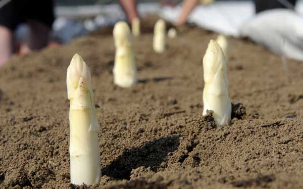 Сhřest bílý pěstování