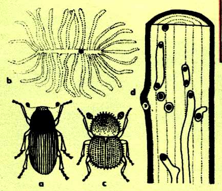 Dřevokazní škůdci