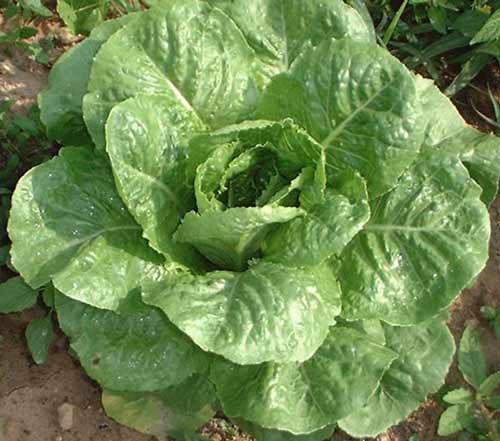 Rezistentní odrůdy zelelnin