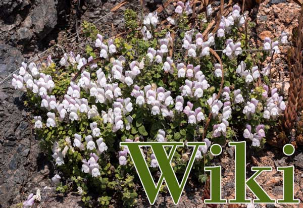 Hledík (Antirrhinum glutinosum) wiki