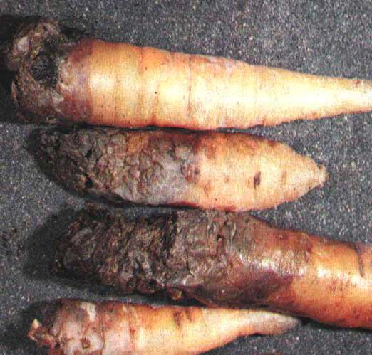 Mokrá hniloba kořenů mrkve