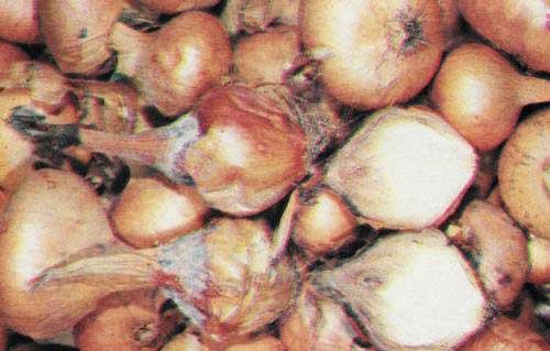 Kroková hniloba cibule.