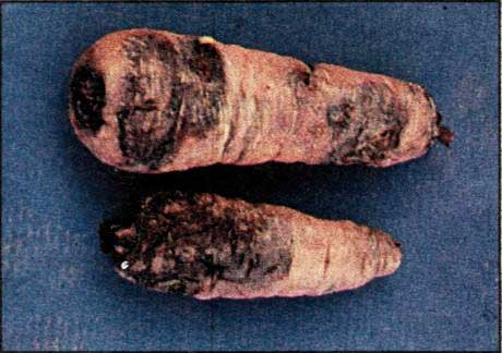 Černá hniloba mrkve