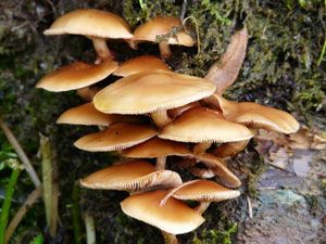 Collybia velutipes