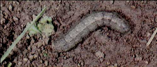 Housenka můry osenní