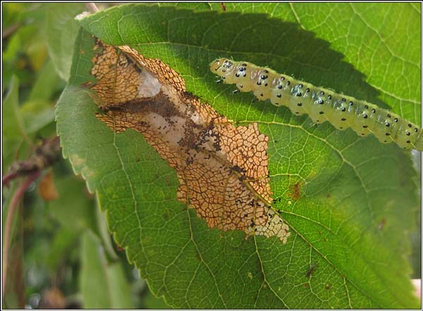 Rezavění listů jabloní