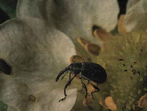 insekticidy