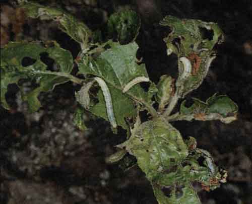 biologické insekticidy