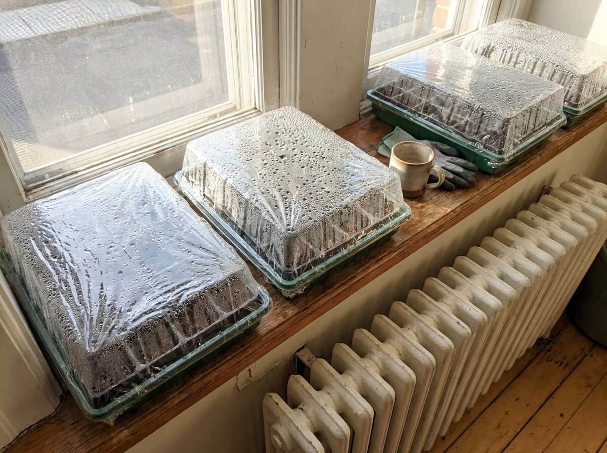 Zakryté kelímky se semínky na teplém místě u okna.