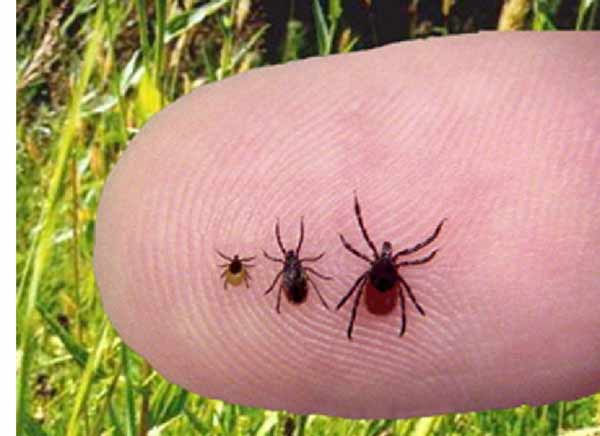 Klíště nejcastejsi otazky a odpovedi