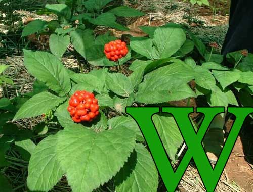 Kořen života – ženšen