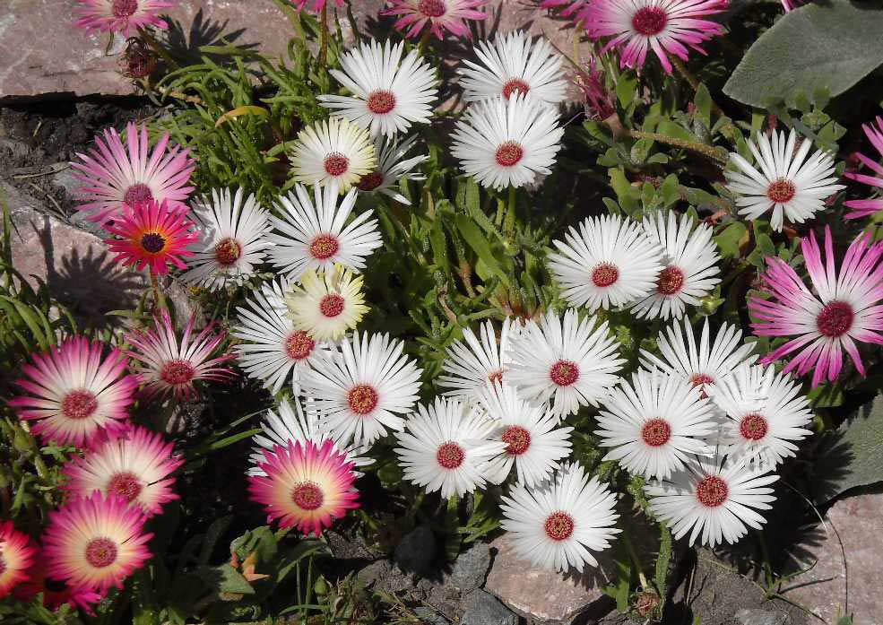 Dorotheanthus bellidiformis