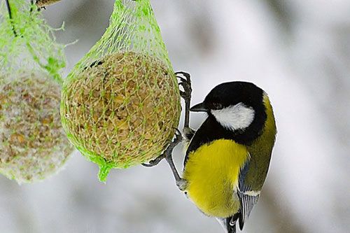 Zimní přikrmování ptáků