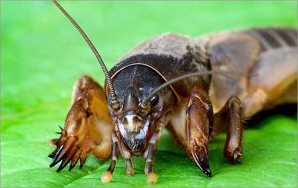 Různé způsoby, jak zbavit krtonožky