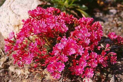 Lewisia cotyledon