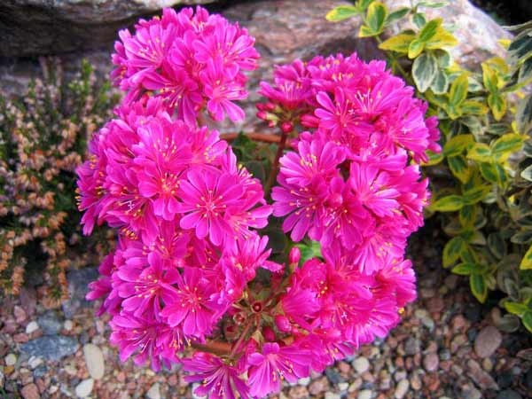 Lewisia je oblíbená skalnička