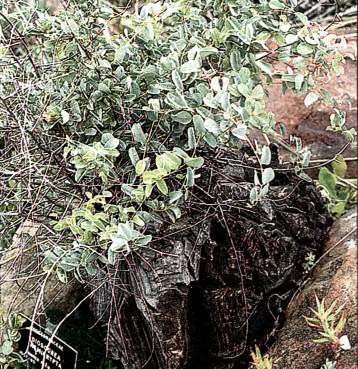 Dioscorea